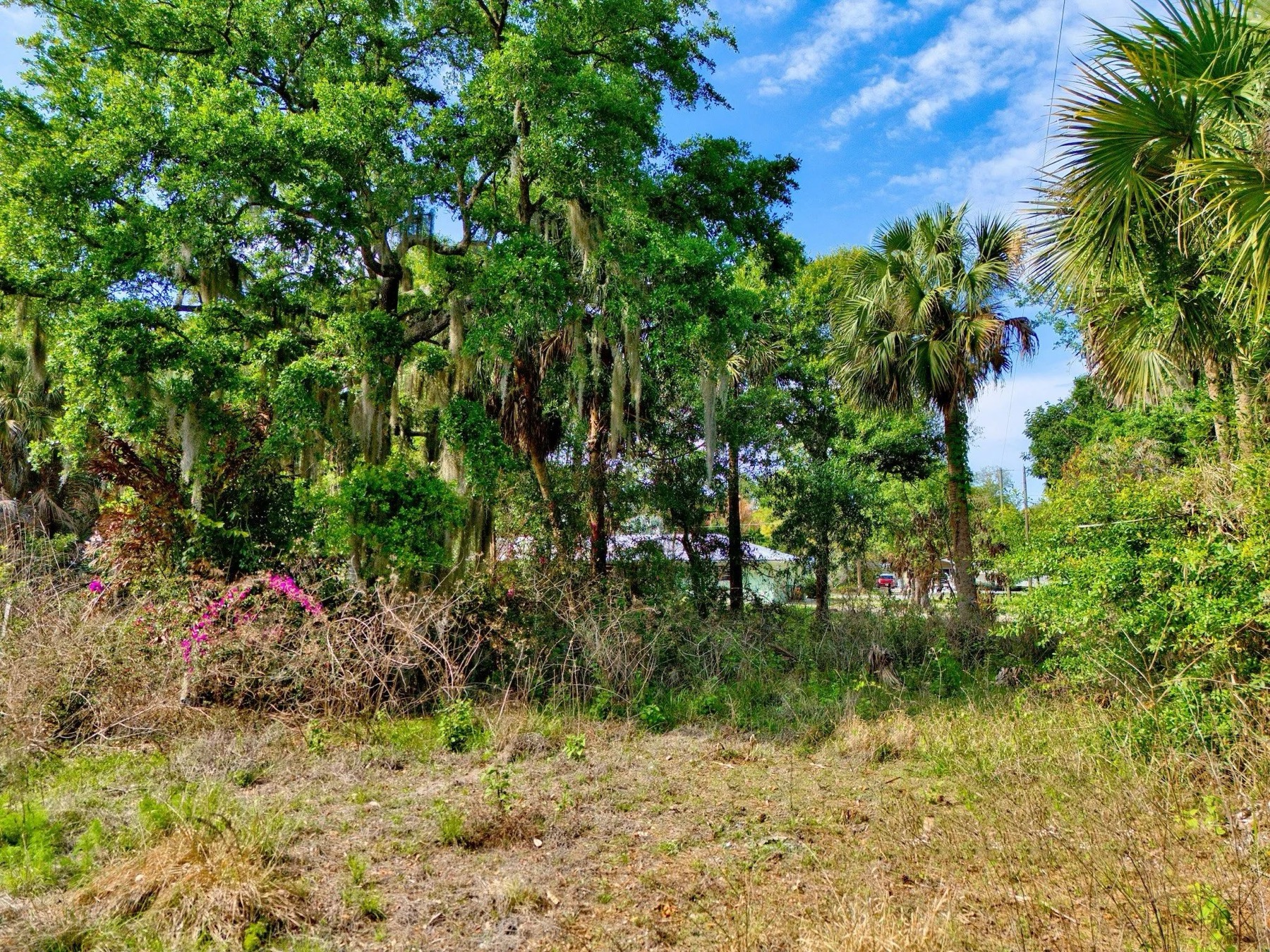 Mature Tropical Landscaping